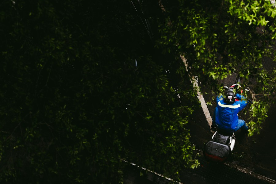 Tree trimming & pruning