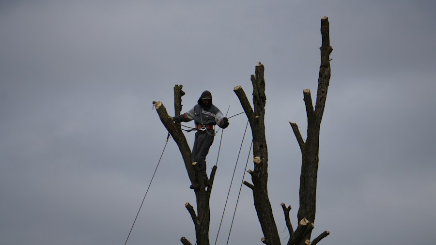 Hazardous tree removal