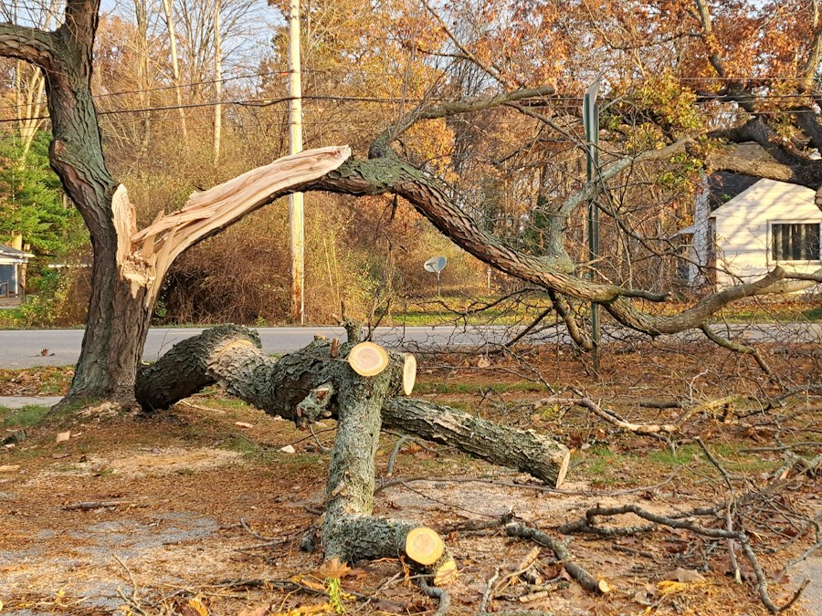 Storm clean-up