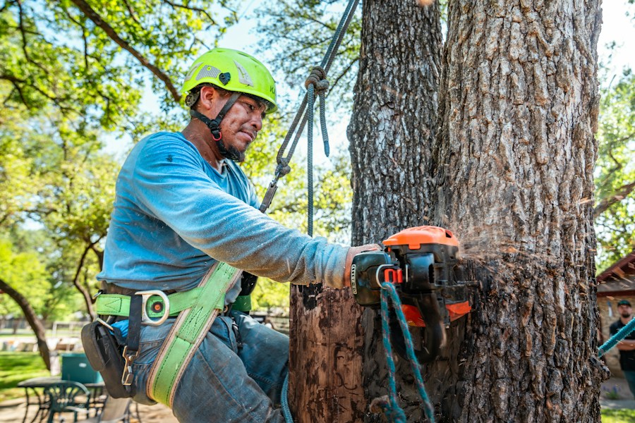 Large tree removal