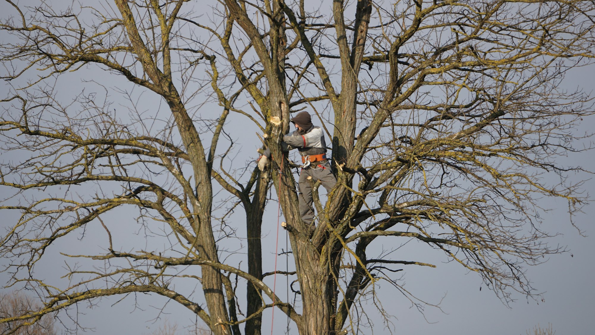 Arborist in a safety harness cutting a large tree with a chainsaw outdoors